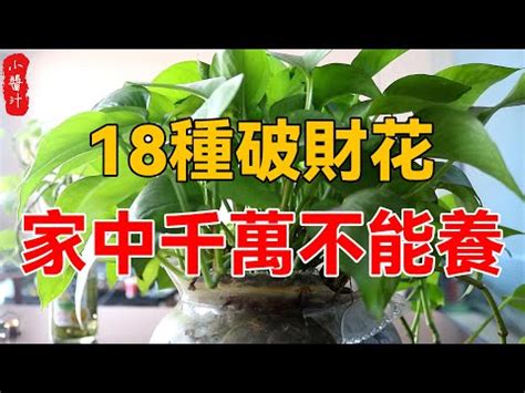 萬年青風水禁忌|萬年青擺放風水禁忌：怎樣擺放才能招財進寶？【萬年。